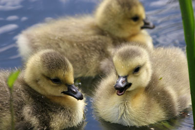 Canada Goose chicks  2005  F. S. Simpson
