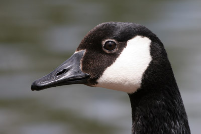 Canada Goose  2005  F. S. Simpson