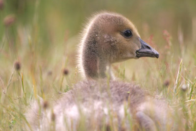 Canada Goose gosling � 2005  F. S. Simpson