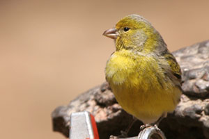 Atlantic Canary 2006 Fraser Simpson