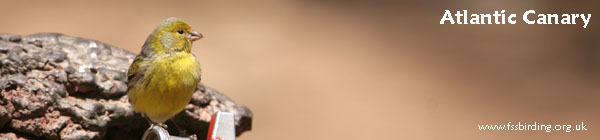 Atlantic Canary,  Las Lajas, Tenerife �2006 Fraser Simpson