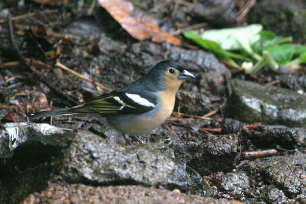 Common Chaffinch  Fringilla coelebs tintillon �2006 Fraser Simpson