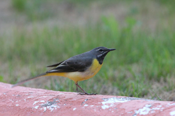 Grey Wagtail  Motacilla cinerea canariensis �2006 Fraser Simpson