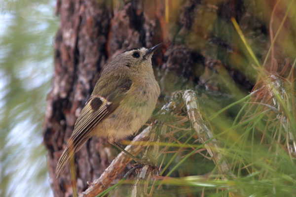 Canary Islands Kinglet  Regulus teneriffae �2006 Fraser Simpson