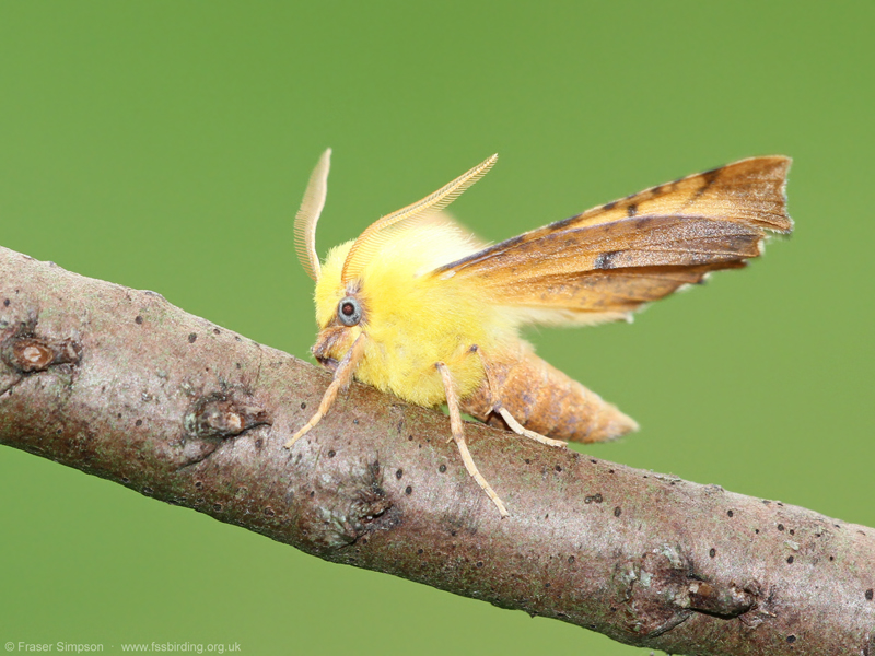 Canary-shouldered Thorn (Ennomos alniaria) � Fraser Simpson