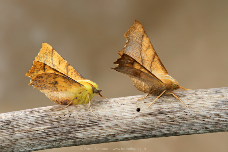 Canary-shouldered Thorn (Ennomos alniaria) & Dusky Thorn (Ennomos fuscantaria) � Fraser Simpson