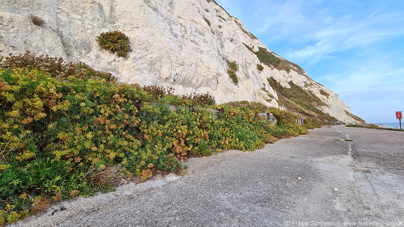 European Tree-cricket (Oecanthus pellucens) habitat, Capel-le-Ferne, Kent � Fraser Simpson
