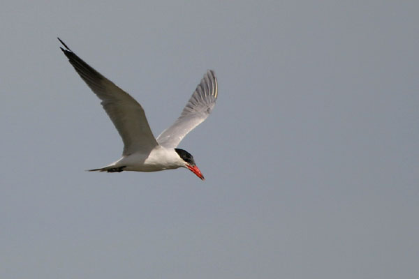 Caspian Tern �2006 Fraser Simpson