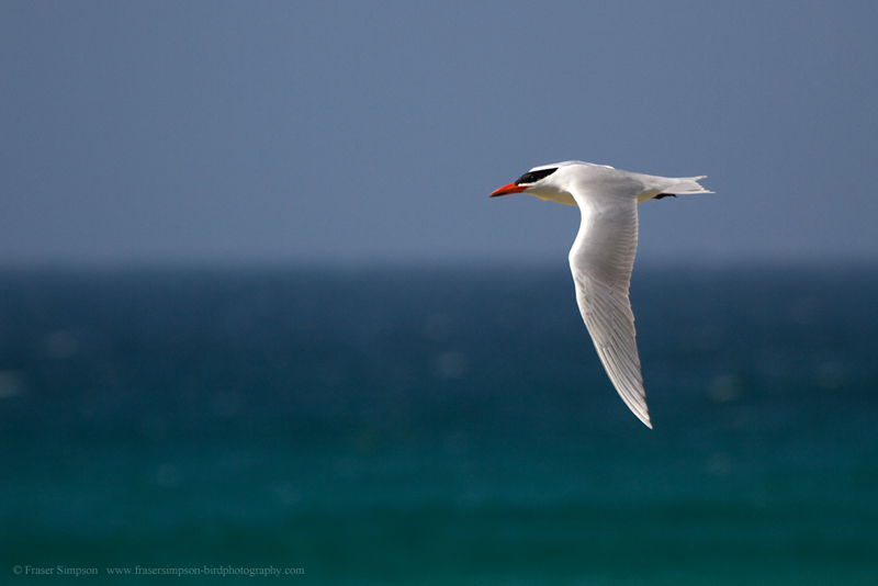 Caspian Tern (Hydroprogne caspia), Zahara de los Atunes � Fraser Simpson