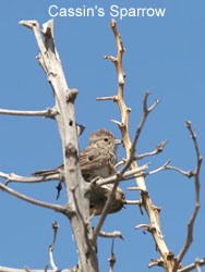 Cassin's Sparrow � 2006  F. S. Simpson