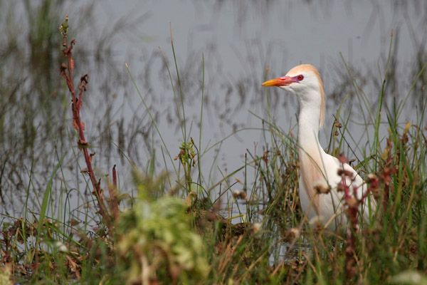 Cattle Egret �2006 Fraser Simpson