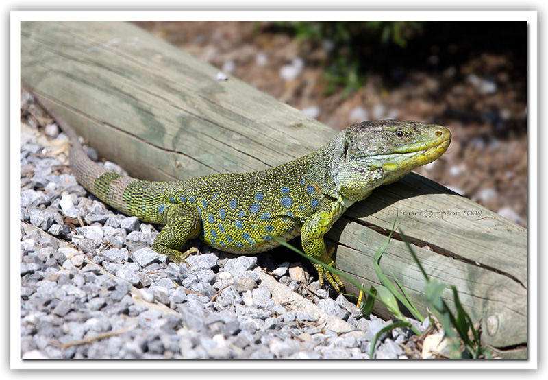 Ocellated Lizard, Lacerta lepida � 2009 Fraser Simpson