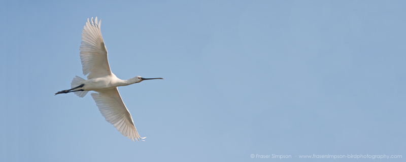 Eurasian Spoonbill (Platalea leucorodia) � Fraser Simpson