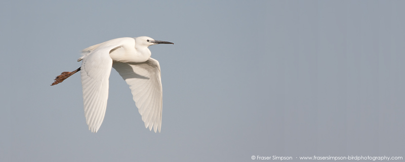 LIttle Egret (Egretta garzetta) � Fraser Simpson