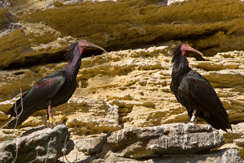 Northern Bald Ibis (Geronticus eremita) � Fraser Simpson
