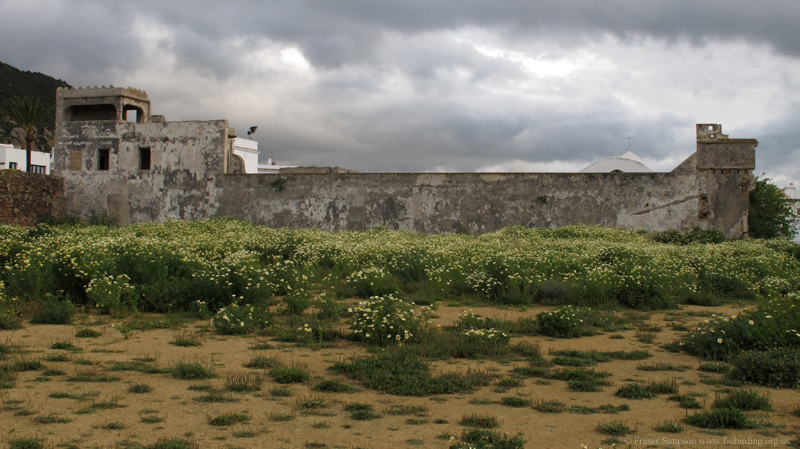 Castillo de las Almadrabas � Fraser Simpson