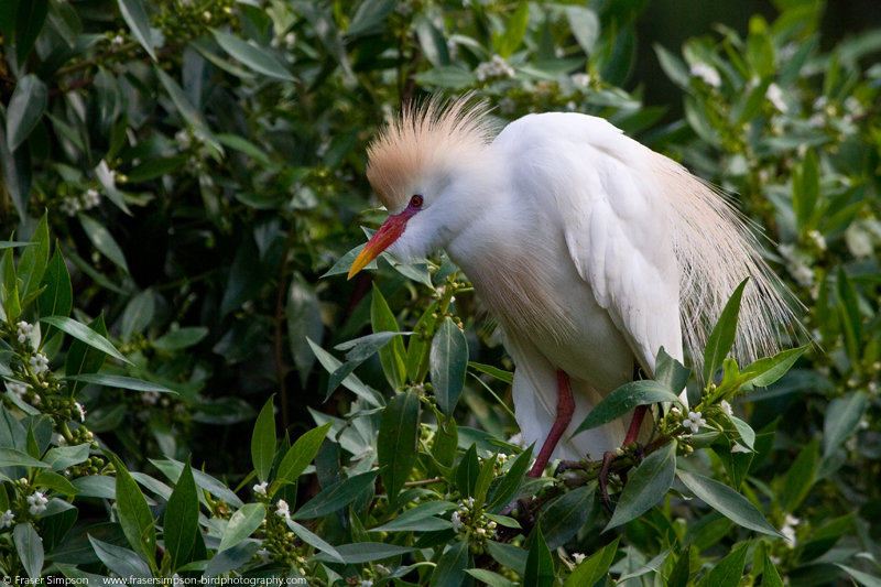 Cattle Egret (Bubulcus ibis) � Fraser Simpson