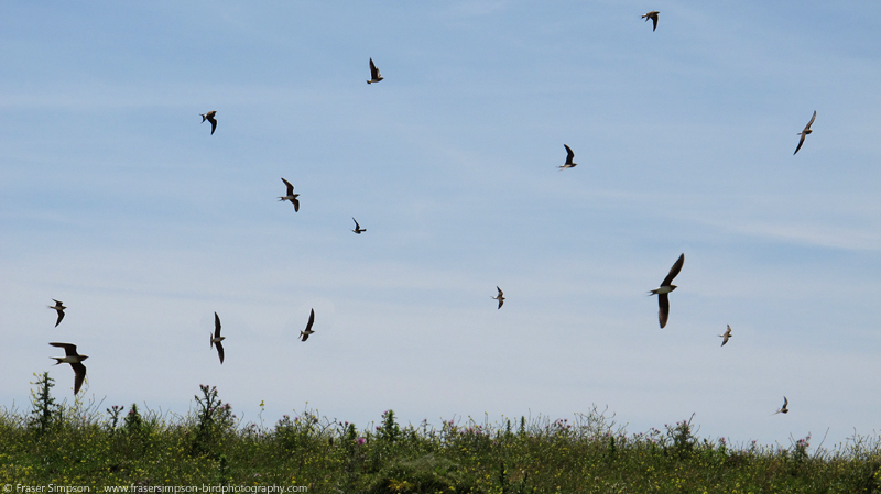 Collared Pratincole (Glareola pratincola) � Fraser Simpson