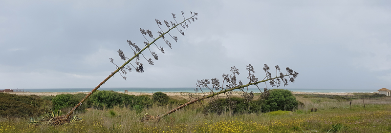 Playa de Zahara � Fraser Simpson