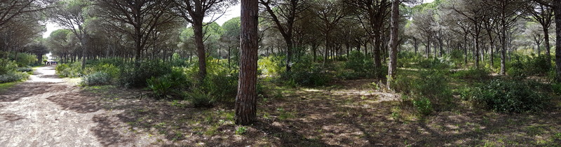 La Bre�a de Barbate � Fraser Simpson