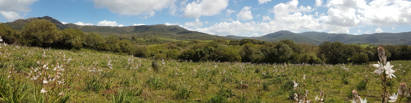 Asphodel pasture, Valle de Oj�n � Fraser Simpson