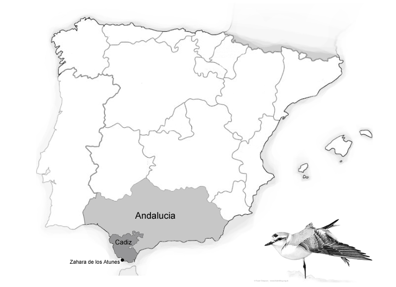 Map with Kentish Plover (Charadrius alexandrinus) drawing � Fraser Simpson