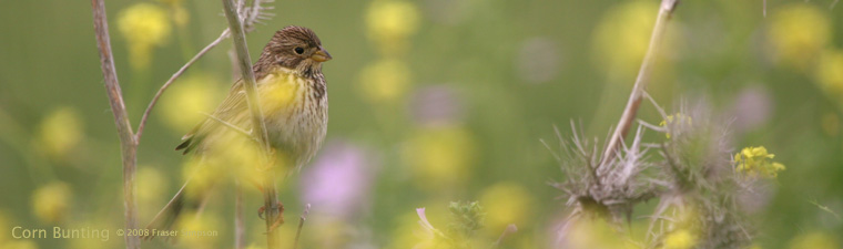 Corn Bunting � 2008 Fraser Simpson