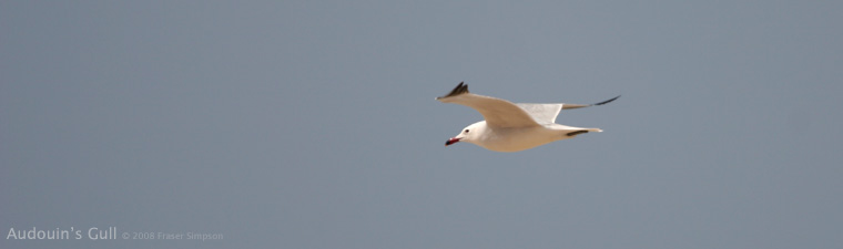 Audouin's Gull � 2008 Fraser Simpson