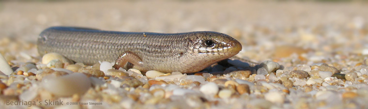 Bedriaga's Skink � 2008 Fraser Simpson
