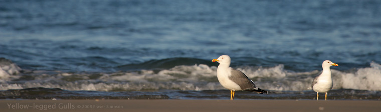Yellow-legged Gulls � 2008 Fraser Simpson