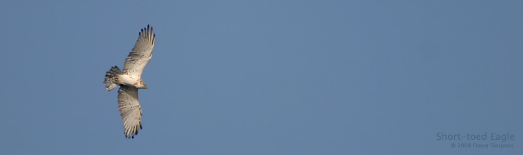 Short-toed Eagle � 2008 Fraser Simpson
