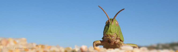 Earthling Stone Grasshopper (Euryparyphes terrulentus) � 2008 Fraser Simpson