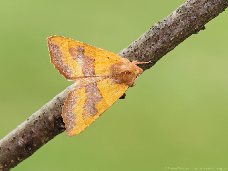 Centre-barred Sallow (Atethmia centrago) � Fraser Simpson