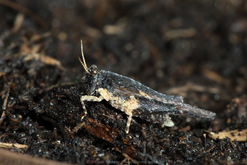Cepero's Groundhopper (Tetrix ceperoi) � Fraser Simpson