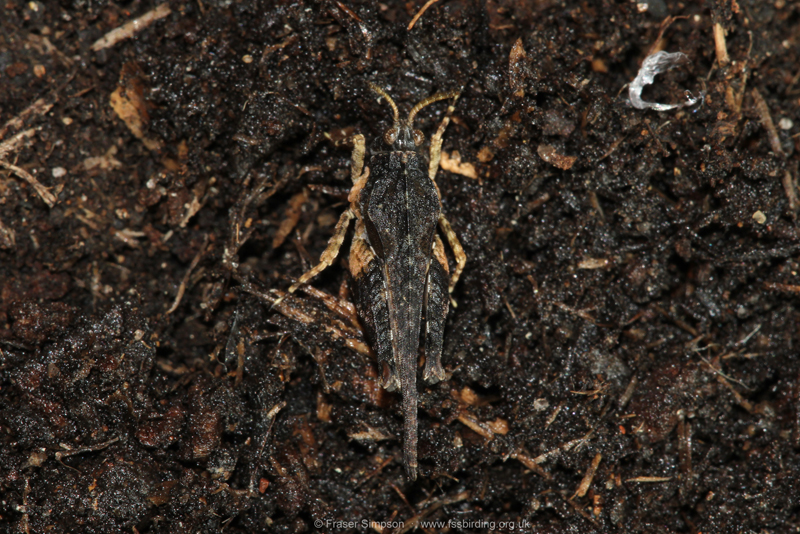 Cepero's Groundhopper (Tetrix ceperoi) � Fraser Simpson