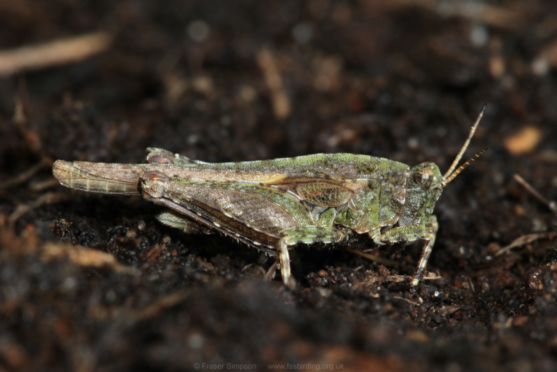 Cepero's Groundhopper (Tetrix ceperoi) � Fraser Simpson