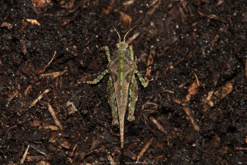 Cepero's Groundhopper (Tetrix ceperoi) � Fraser Simpson