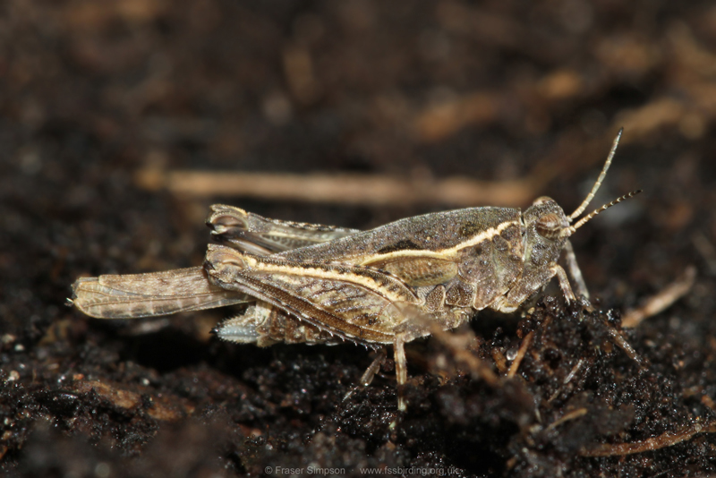 Cepero's Groundhopper (Tetrix ceperoi) � Fraser Simpson