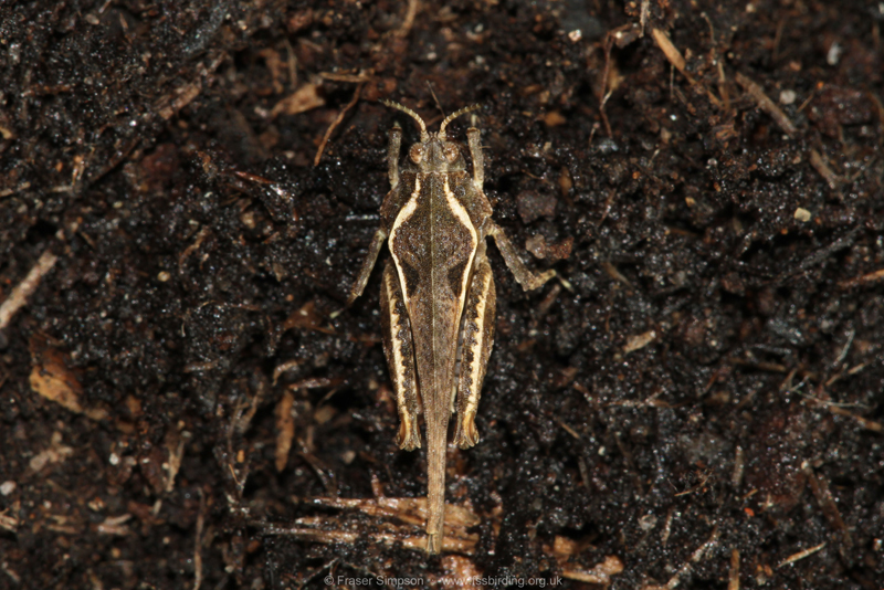 Cepero's Groundhopper (Tetrix ceperoi) � Fraser Simpson