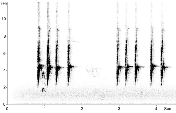 Sonogram of Chaffinch calls