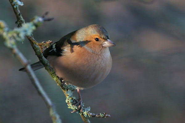Chaffinch �2005 Fraser Simpson
