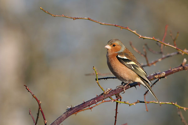 Chaffinch �2005 Fraser Simpson