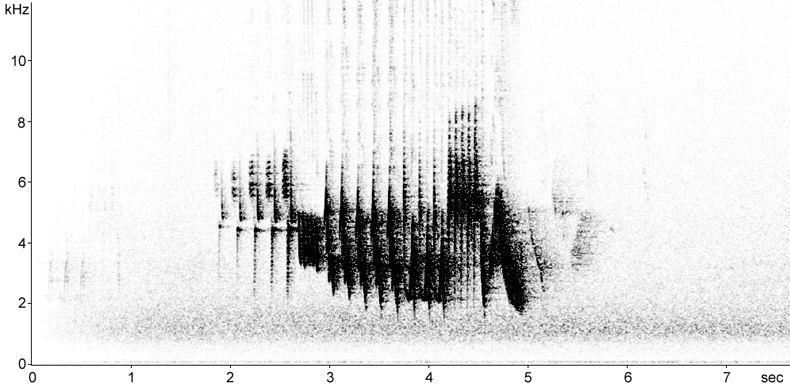 Sonogram of Chaffinch song