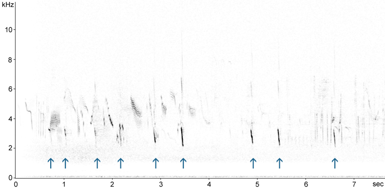 Sonogram of Chaffinch flight calls