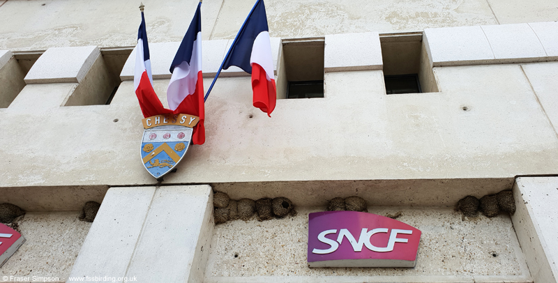 Hirondelle de Fen�tre nests on Chessy Station, Disneyland Paris � Fraser Simpson