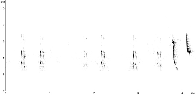 Sonogram of Chiffchaff song