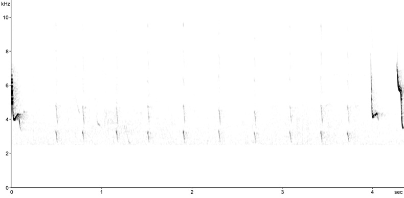 Sonogram of Chiffchaff song
