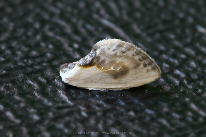 Chinese Character (Cilix glaucata) � Fraser Simpson