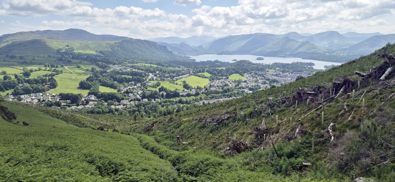Regenerating clearfell above Keswick � Fraser Simpson 2025
