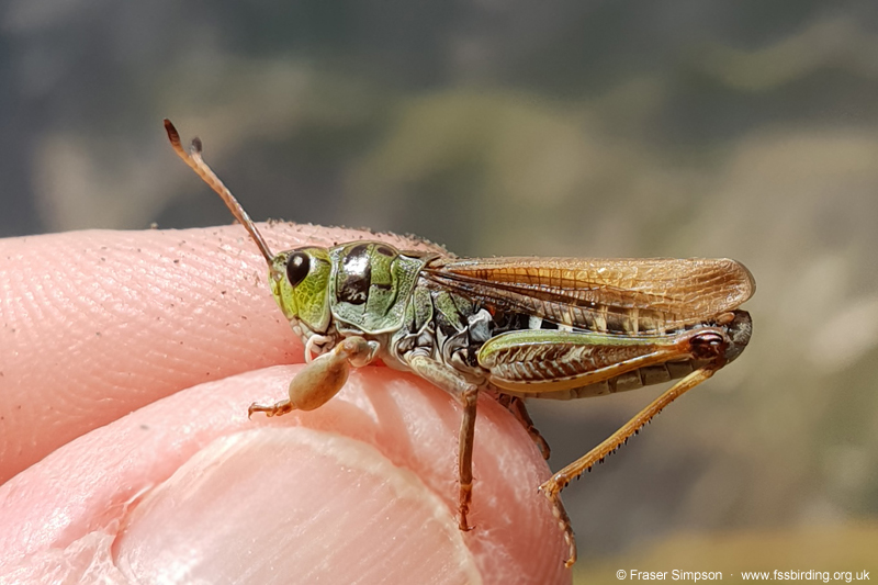 Club-legged Grasshopper (Gomphocerus sibiricus) � Fraser Simpson